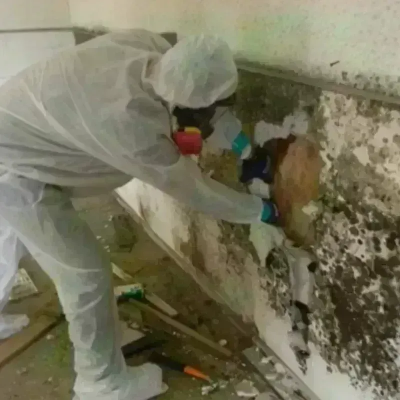 Mold Remediation and Removal in Denton, NC